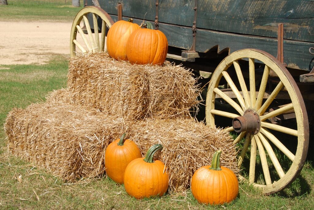 pumpkins, wagon, farm