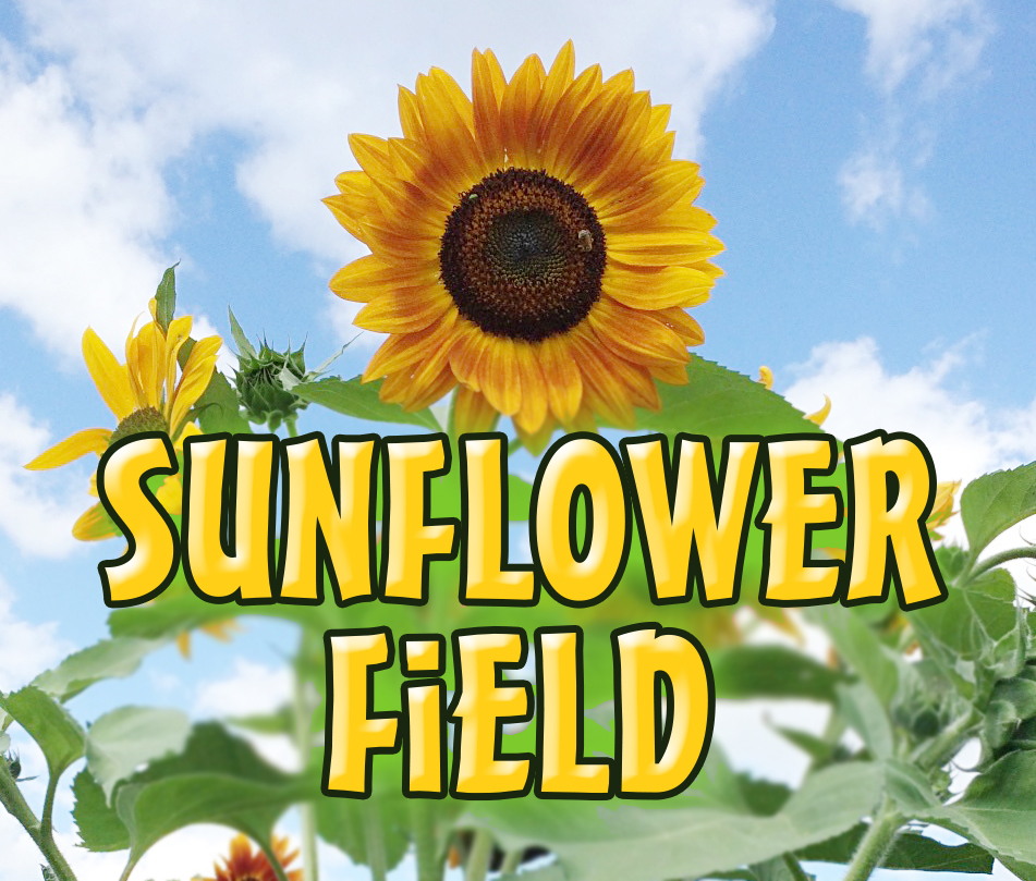 Shawhaven Farm SunFlower Field